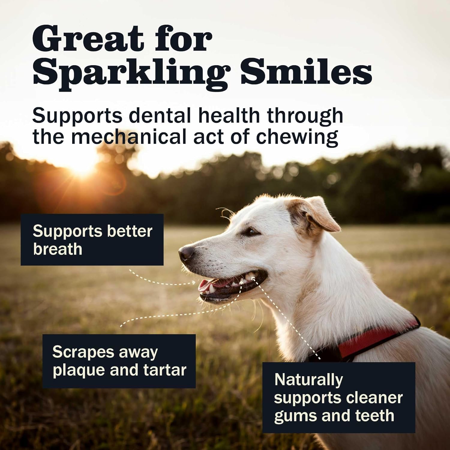 Redbarn Pet Products All-Natural 7" Bully Sticks for Dogs - Premium Grain-Free & Rawhide-Free Single Ingredient Long Lasting Low Odor Dental Treat for Chewers - 6 Count - Image 7