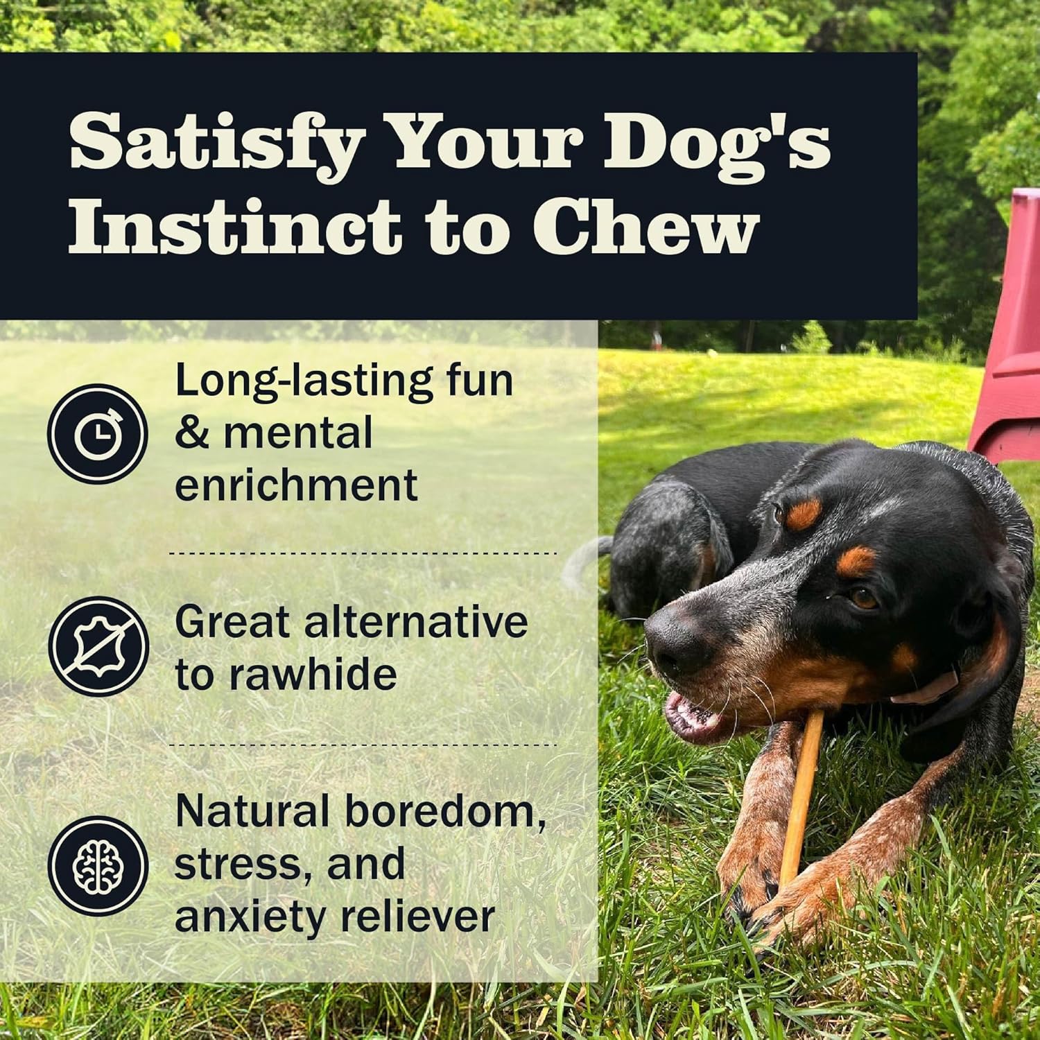 Redbarn Pet Products All-Natural 7" Bully Sticks for Dogs - Premium Grain-Free & Rawhide-Free Single Ingredient Long Lasting Low Odor Dental Treat for Chewers - 6 Count - Image 3