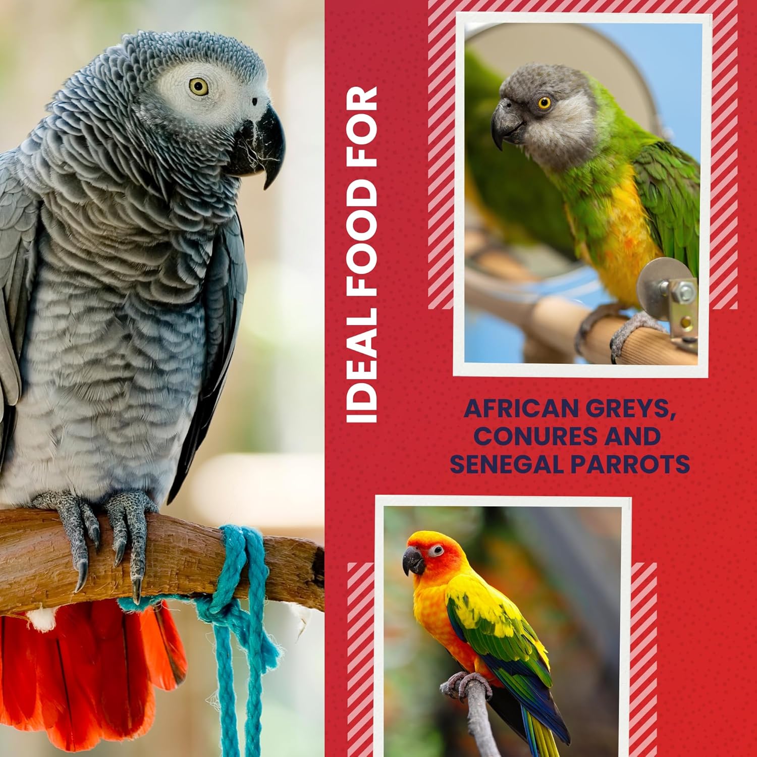 ABBA 1400 Premium Bird Food for African Grey, Conure, and Senegal Parrot, Bird Seed Blend with Whole Eggs, Fruits and Nuts - Packed with Protein, Vitamins & Minerals, 5 lbs - Image 4