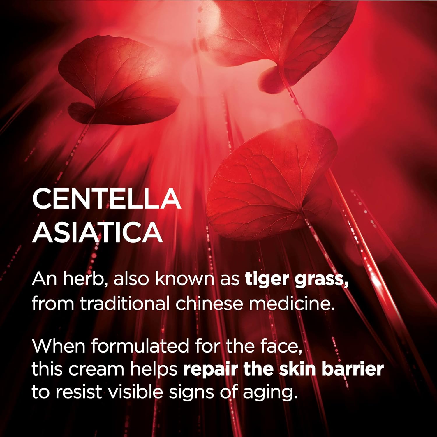 L'Oreal Paris Revitalift Cicacream Anti-Aging Face Moisturizer with Centella Asiatica for Anti-Wrinkle and Skin Barrier Repair, Fragrance Free, Paraben Free, 1.7 fl; oz. - Image 5